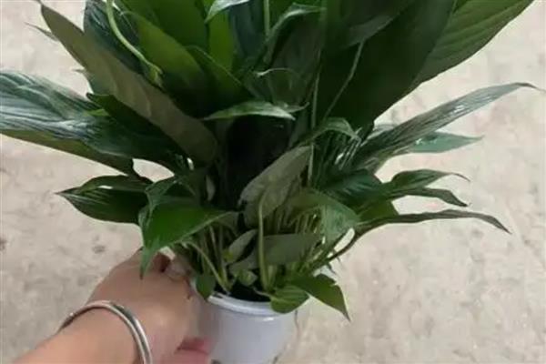 白掌花心发黑如何处理，需修剪花枝、补充光照等