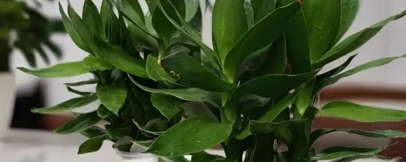 怎么水培富贵竹,需为其提供充足的光照