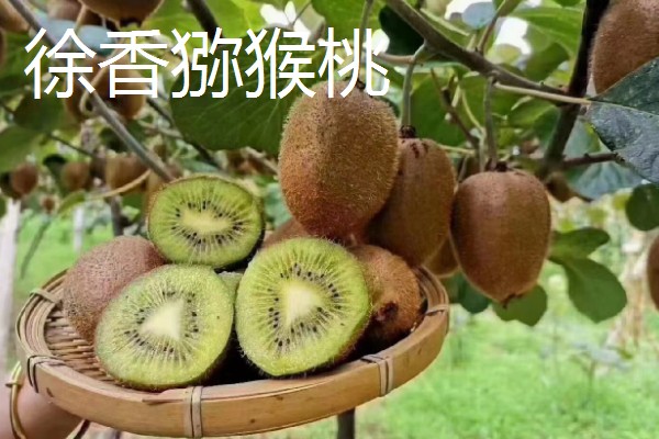 什么品种的猕猴桃口感好，推荐红阳、楚红等