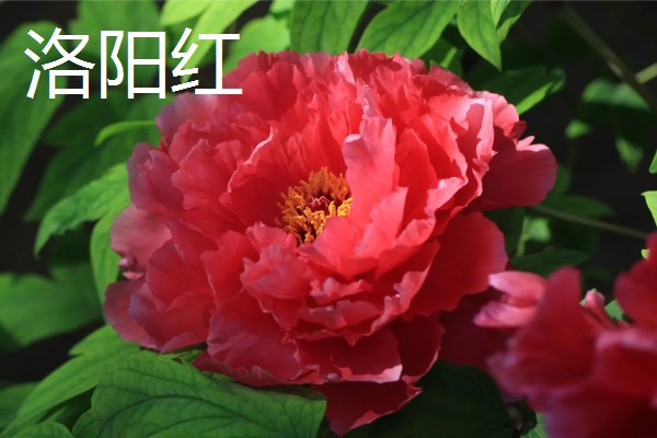 红色牡丹花品种,常见的有洛阳红、富贵红等