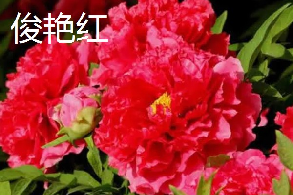 红色牡丹花品种,常见的有洛阳红、富贵红等