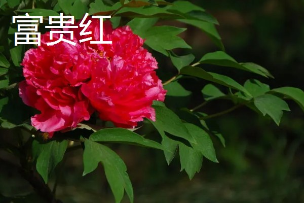 红色牡丹花品种,常见的有洛阳红、富贵红等