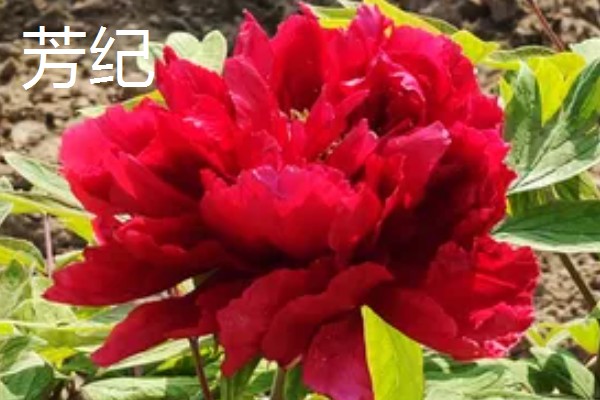 红色牡丹花品种,常见的有洛阳红、富贵红等