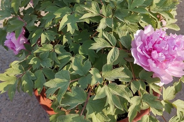 红色牡丹花品种,常见的有洛阳红、富贵红等