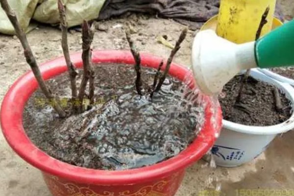 红色牡丹花品种,常见的有洛阳红、富贵红等