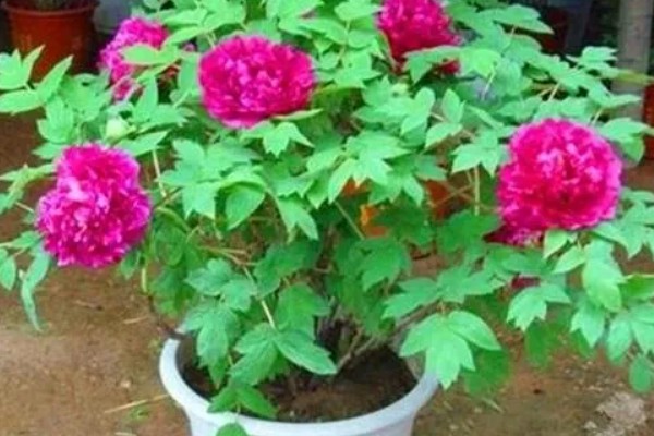 红色牡丹花品种,常见的有洛阳红、富贵红等