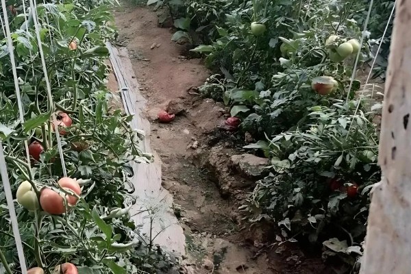 打蔫的番茄怎么挽救，水分过多时要排出积水