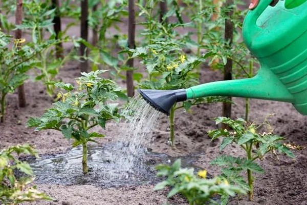 打蔫的番茄怎么挽救，水分过多时要排出积水