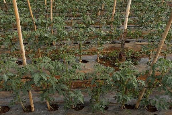 打蔫的番茄怎么挽救，水分过多时要排出积水
