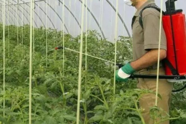 打蔫的番茄怎么挽救，水分过多时要排出积水