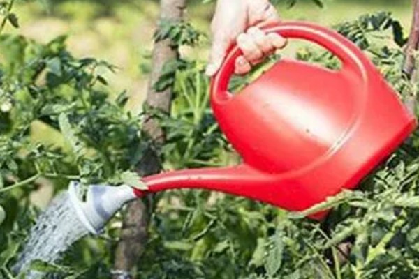 打蔫的番茄怎么挽救，水分过多时要排出积水