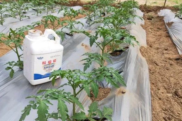 打蔫的番茄怎么挽救，水分过多时要排出积水