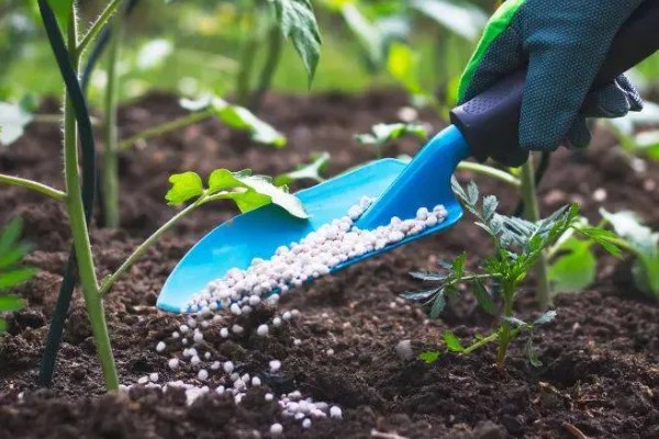 打蔫的番茄怎么挽救，水分过多时要排出积水