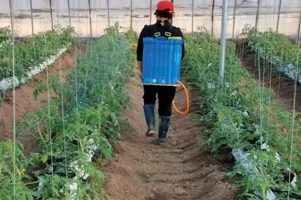 打蔫的番茄怎么挽救，水分过多时要排出积水