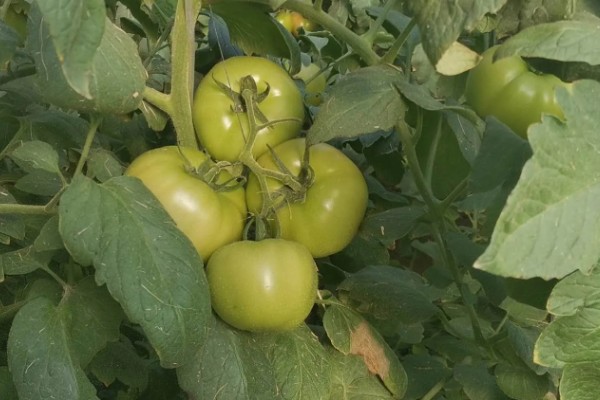 打蔫的番茄怎么挽救，水分过多时要排出积水