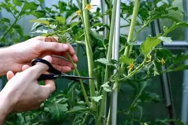 打蔫的番茄怎么挽救，水分过多时要排出积水