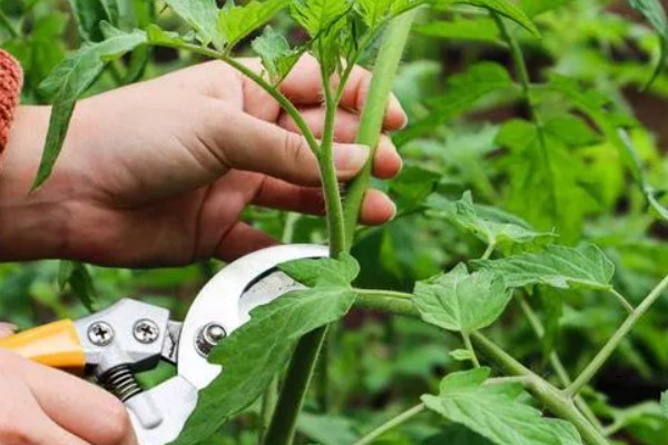 打蔫的番茄怎么挽救，水分过多时要排出积水