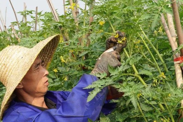 打蔫的番茄怎么挽救，水分过多时要排出积水