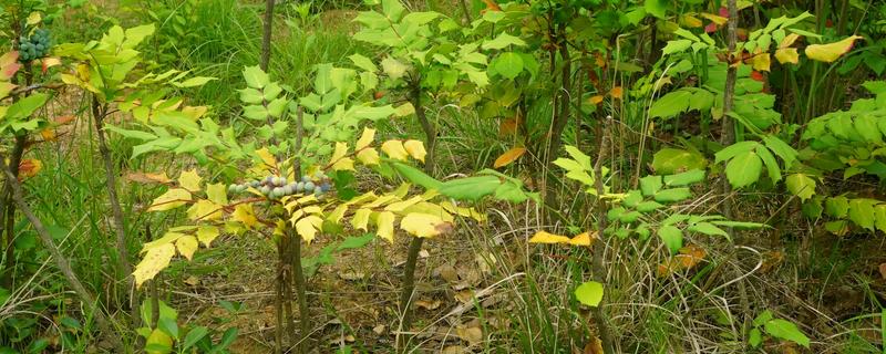 十大功劳的繁殖方法，可播种、扦插或分株繁殖