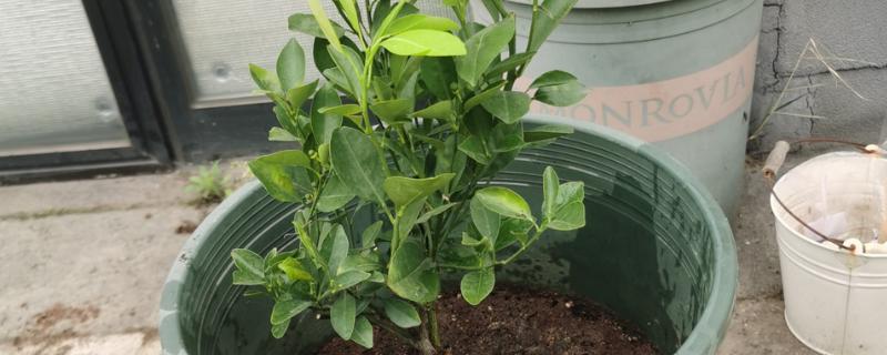 金桔苗的育苗方式，播种前先浸种