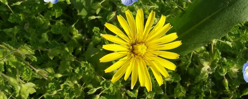 蒲公英在什么季节开花，在4月份开花