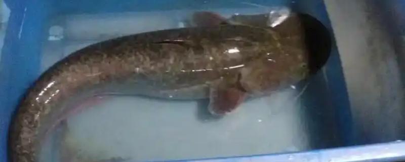 鲶鱼是海鱼还是河鱼，有些属于海鱼有些属于河鱼