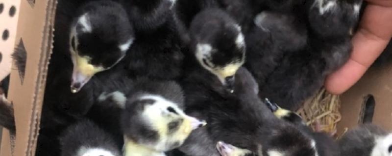 火鸡苗可以在哪里买，可以在当地的生态农业公司买