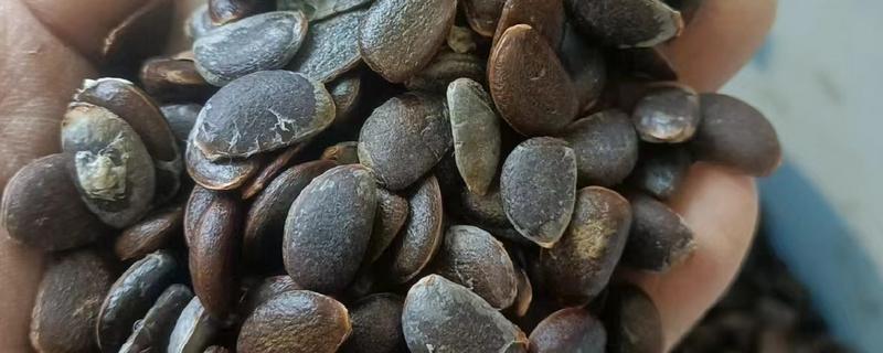 柿子籽怎么种才可以发芽，通常在每年的二到五月份种植