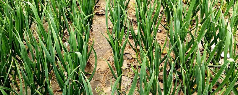 蒜苗有哪些营养价值，含有大量的辣素