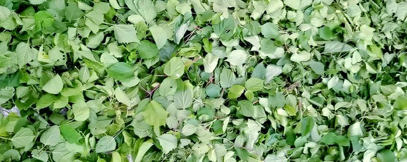 观音豆腐叶是哪种树，是斑鸠树的叶子