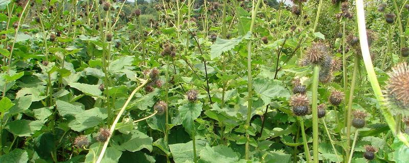 云香花的简介，属于草本植物，花朵呈淡黄色