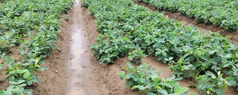 花生的亩产量，一般在300kg左右