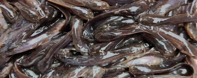 八胡鲶鱼苗要如何投放，一定要把鱼苗按大小分级