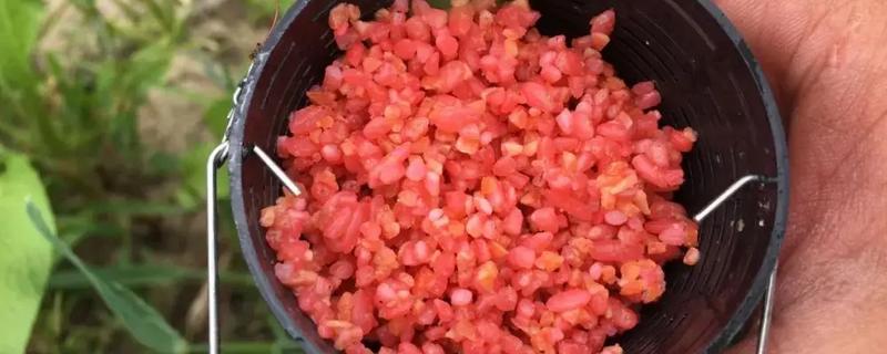 冬季用什么酒米打窝，可用麝香酒米或中药酒米打