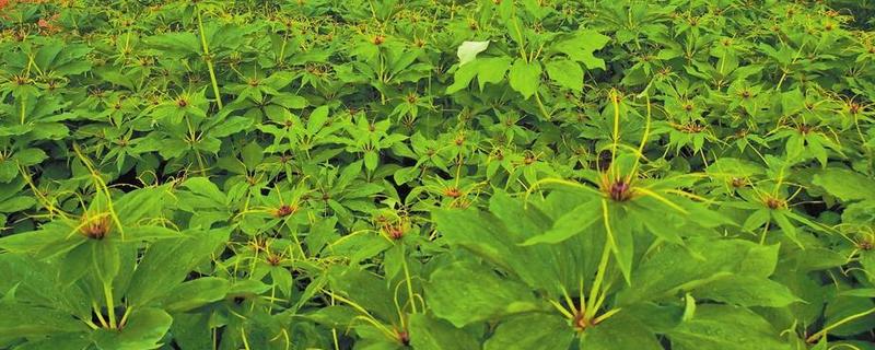 重楼的种植方法，适合生长在温暖的环境中