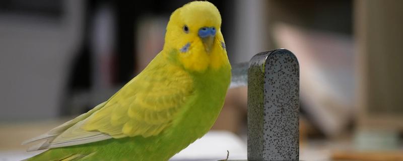 虎皮鹦鹉的叫声含义，不同的叫声代表不同的含义