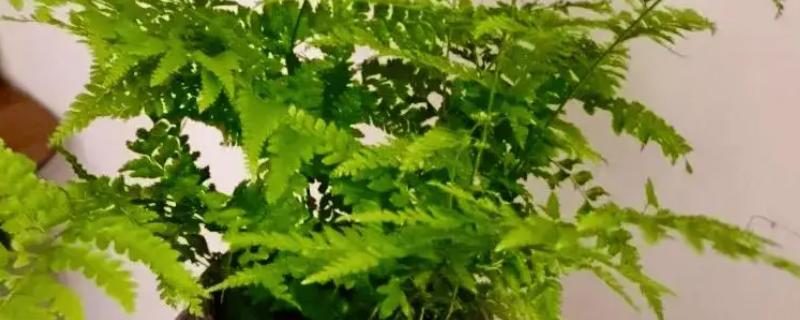 水蕨的作用，可供观赏还能净化空气