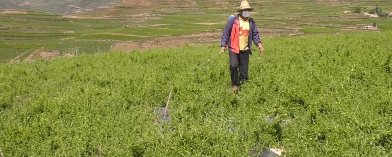 中药材除草剂的使用方法，使用苗前除草剂要进行土攘封闭处理