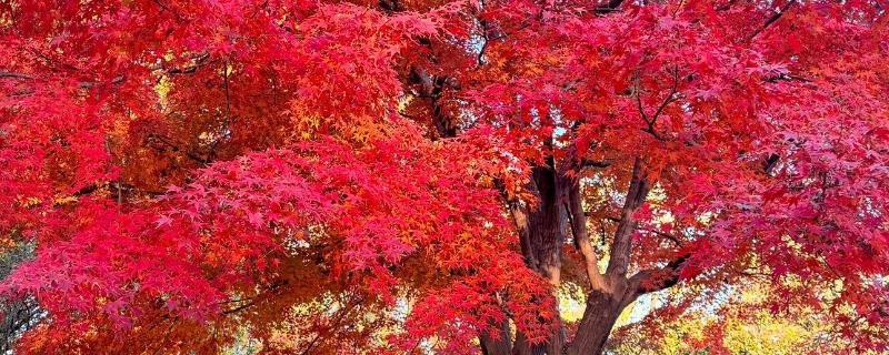 武汉看枫叶的地方有哪些，东湖就可以看枫叶