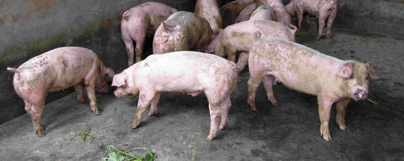 如何计算猪的毛重，需根据营养情况来确定它的系数