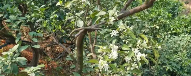 脐橙的花芽分化时间，在结果前会进行花芽分化