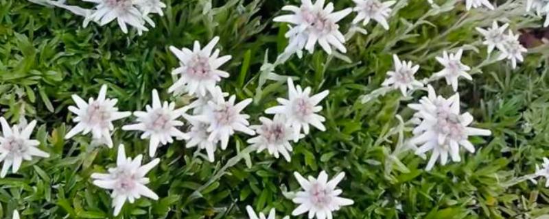 雪绒花的寓意是什么，寓意勇敢、珍贵等