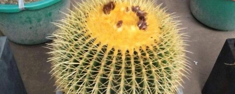 金虎仙人球变黄怎么处理，夏季放在阴凉通风的地方养护