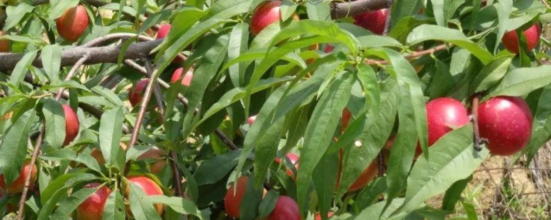 大棚油桃怎么种植，在12月中旬扣棚