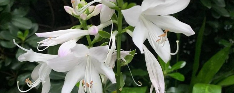 玉簪花在几月发芽，3-5月发芽