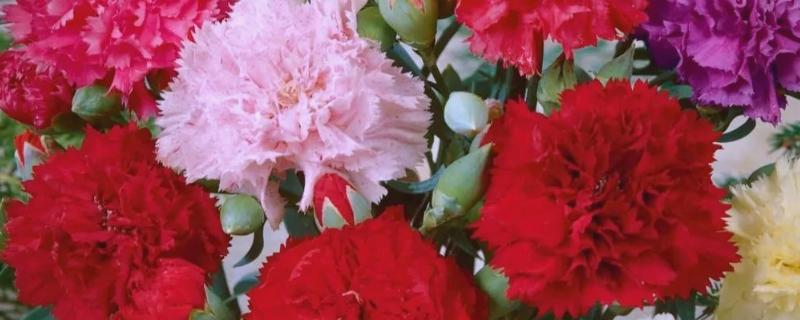 康乃馨花有什么寓意，寓意慈爱和蔼、真情等