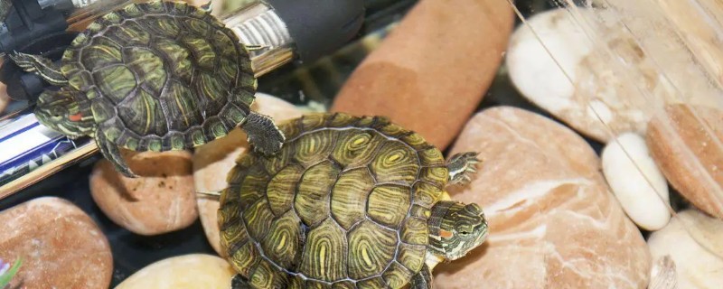 乌龟好几天不吃东西怎么处理，注意定期换水