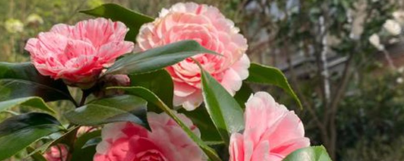茶花伤到根的管理方式，可涂抹生根粉