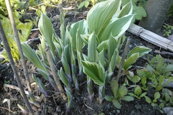 玉簪花在几月发芽,3-5月发芽