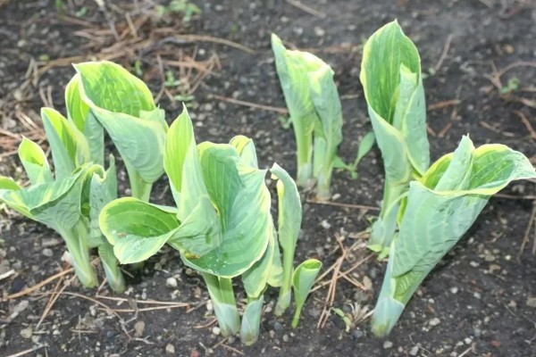 玉簪花在几月发芽,3-5月发芽